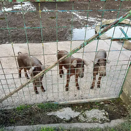 Holiday home Bico De Rodas A Rural Luxury *