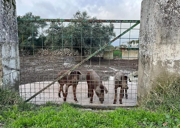 Bico De Rodas A Rural Luxury Ferienhaus Torrequemada