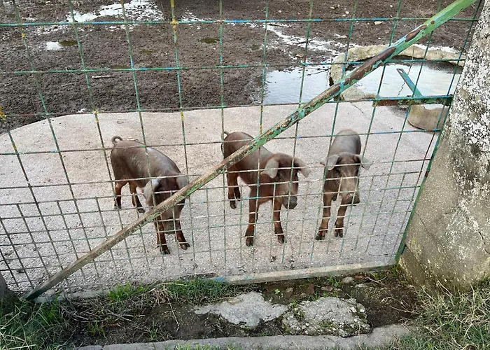 Holiday home Bico De Rodas A Rural Luxury *